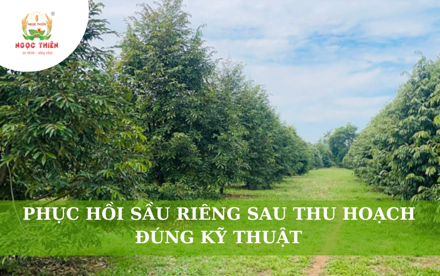 Phục Hồi Sầu Riêng Sau Thu Hoạch Đúng Kỹ Thuật