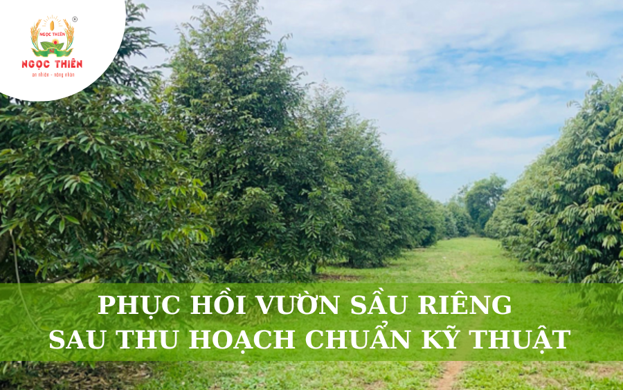 Vườn Sầu Riêng Phục Hồi Sau Thu Hoạch Chuẩn Kỹ Thuật
