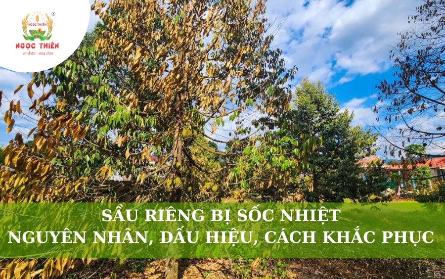 Sầu Riêng Bị Sốc Nhiệt: Nguyên Nhân, Dấu Hiệu, Cách Khắc Phục