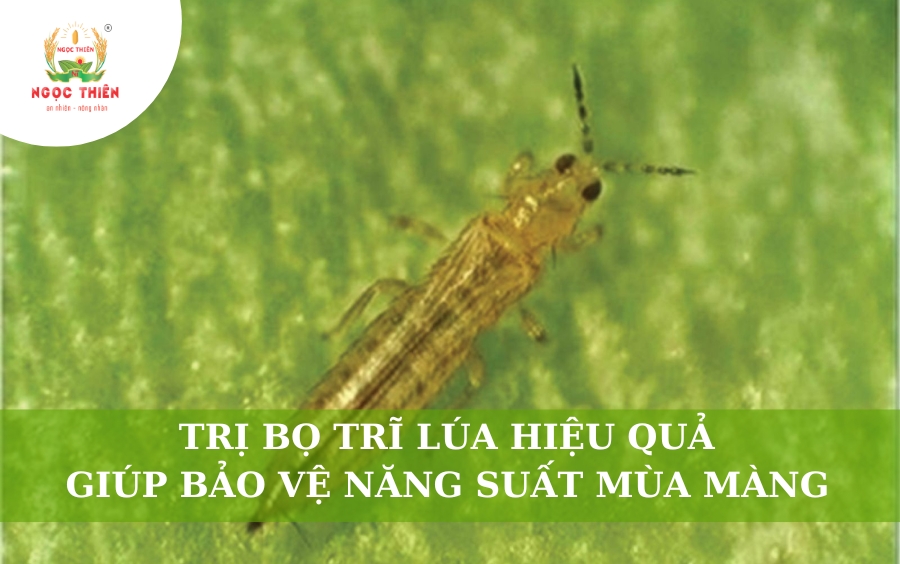 Trị Bọ Trĩ Lúa Hiệu Quả Giúp Bảo Vệ Năng Suất Mùa Màng