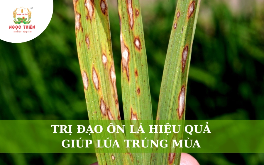 Trị Đạo Ôn Lá Hiệu Quả Tận Gốc Giúp Lúa Trúng Mùa