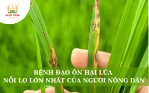 Bệnh Đạo Ôn Hại Lúa: Nỗi Lo Lớn Của Người Nông Dân