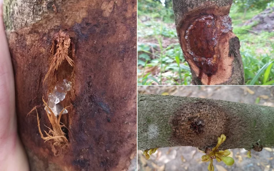 Nứt Thân Xì Mủ Phytophthora: Biện Pháp Phòng Trừ Hiệu Quả 