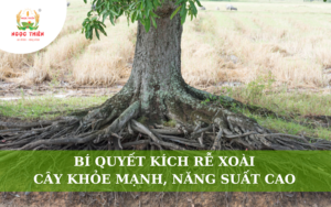 Bí Quyết Kích Rễ Xoài - Cây Khỏe Mạnh, Năng Suất Cao
