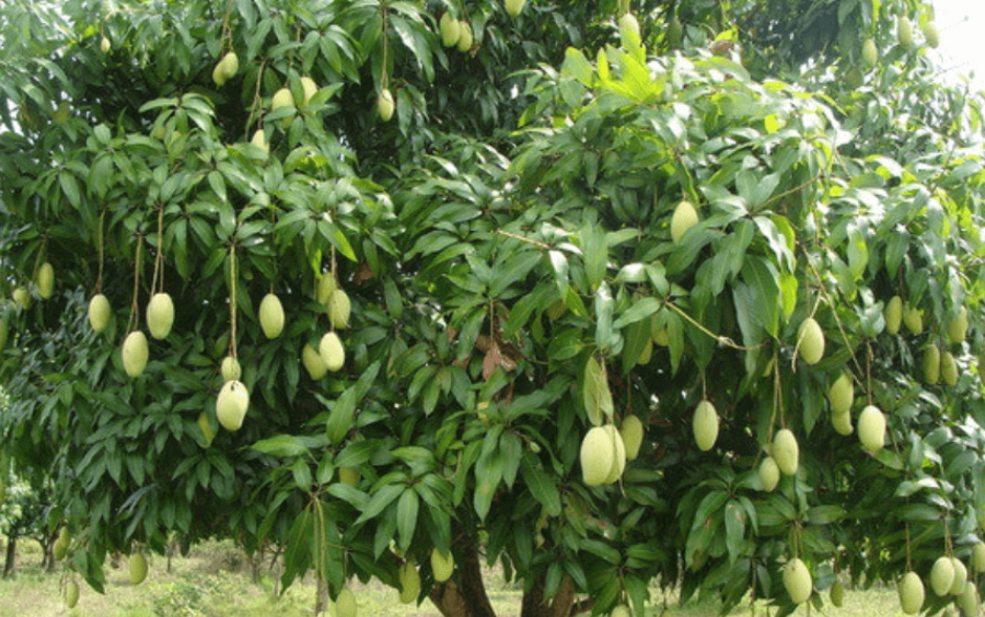 Bí Quyết Kích Rễ Xoài - Cây Khỏe Mạnh, Năng Suất Cao