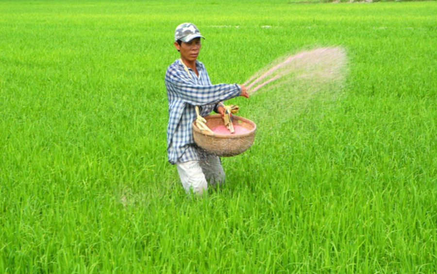Lúa Hè Thu: Bí Quyết Canh Tác Đạt Năng Suất Cao