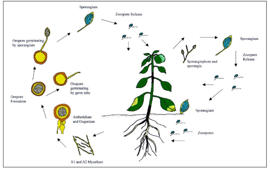 Hoạt Chất Trị Phytophthora Hiệu Quả Hiện Nay