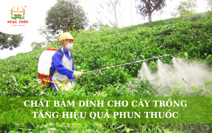 Chất Bám Dính Cho Cây Trồng: Tăng Hiệu Quả Phun Thuốc