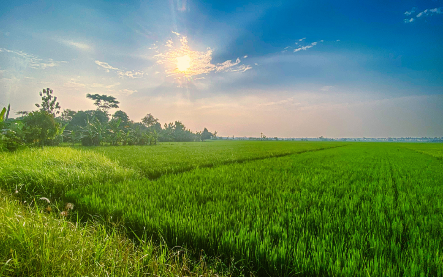 Cứng Cây Lúa Chống Ngã: Bí Quyết Bảo Vệ Năng Suất Vàng