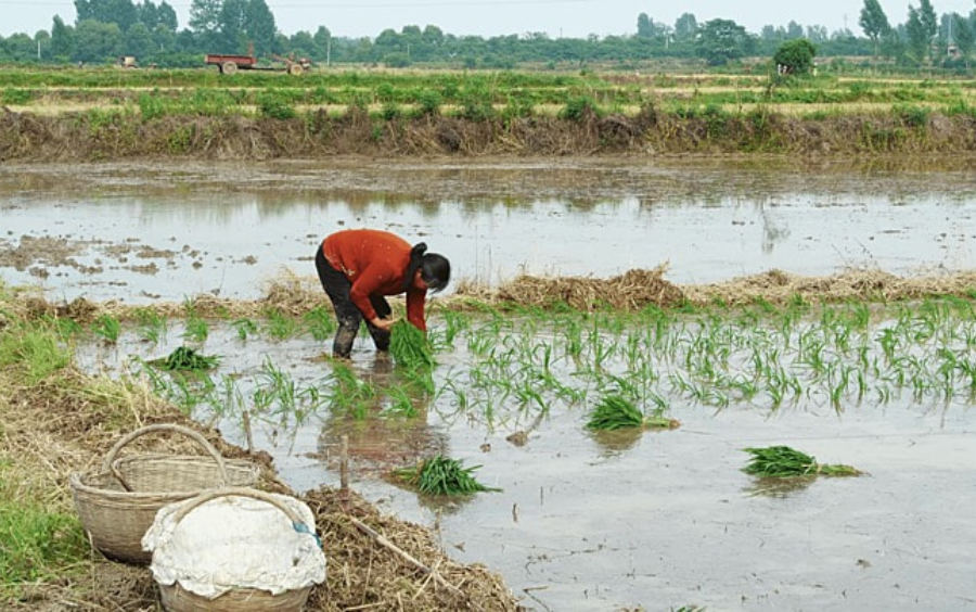 Lúa Hè Thu: Bí Quyết Canh Tác Đạt Năng Suất Cao