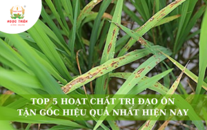 Top 5 Hoạt Chất Trị Đạo Ôn Tận Gốc Hiệu Quả Nhất Hiện Nay