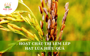 Hoạt Chất Trị Lem Lép Hạt Lúa Hiệu Quả