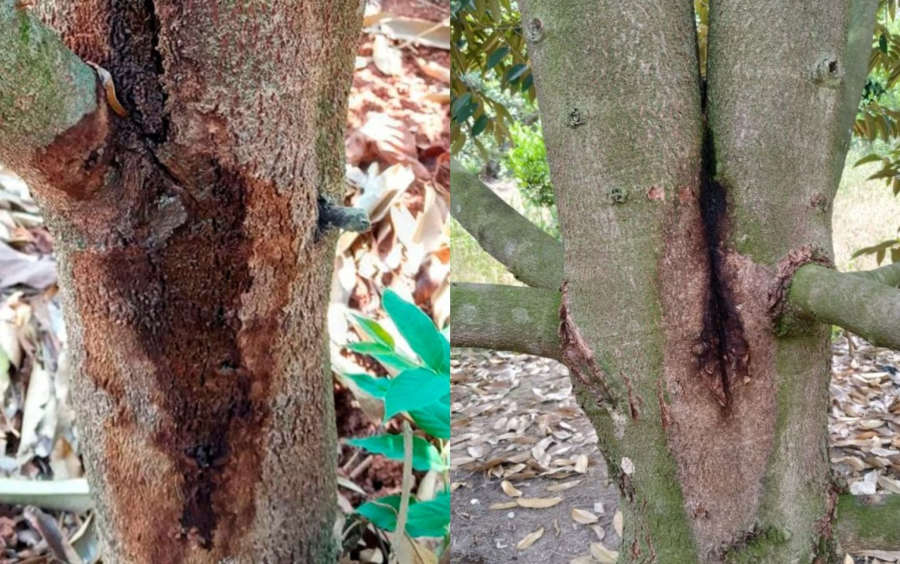 Nứt Thân Xì Mủ Phytophthora: Biện Pháp Phòng Trừ Hiệu Quả 