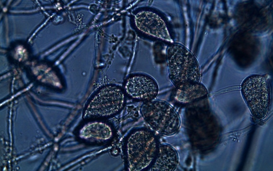 Hoạt Chất Trị Phytophthora Hiệu Quả Hiện Nay