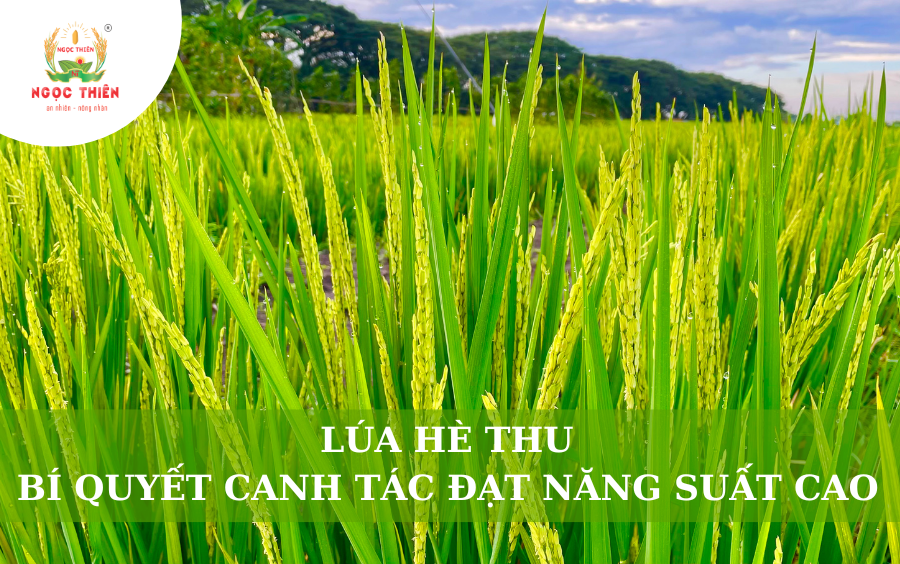 Lúa Hè Thu: Bí Quyết Canh Tác Đạt Năng Suất Cao