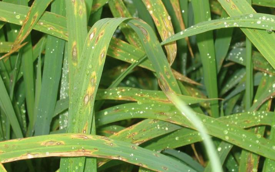 Bệnh Đạo Ôn Hại Lúa: Nỗi Lo Lớn Của Người Nông Dân