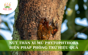 Nứt Thân Xì Mủ Phytophthora: Biện Pháp Phòng Trừ Hiệu Quả
