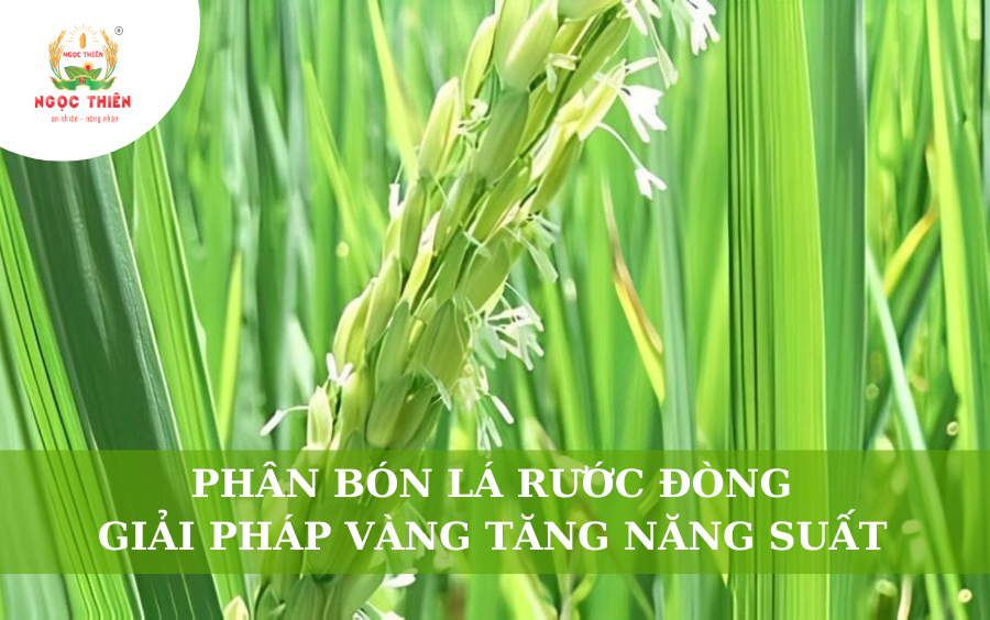 Phân Bón Lá Rước Đòng: Giải Pháp Vàng Tăng Năng Suất