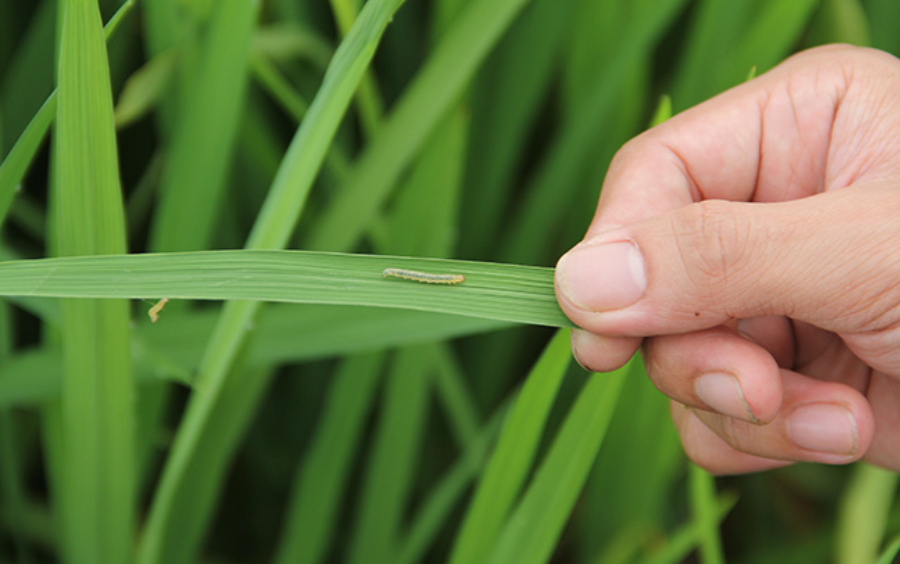 Sâu Cuốn Lá Nhỏ: Biện Pháp Phòng Trừ Tận Gốc Bảo Vệ Lúa
