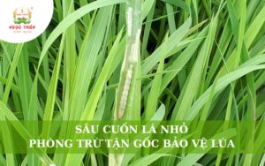 Sâu Cuốn Lá Nhỏ: Biện Pháp Phòng Trừ Tận Gốc Bảo Vệ Lúa