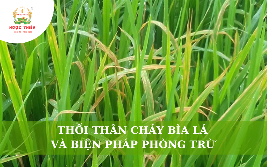 Thối Thân Cháy Bìa Lá Và Biện Pháp Phòng Trừ