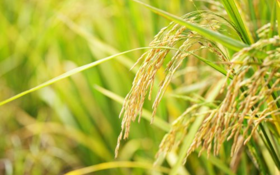 Bệnh Đạo Ôn Hại Lúa: Nỗi Lo Lớn Của Người Nông Dân