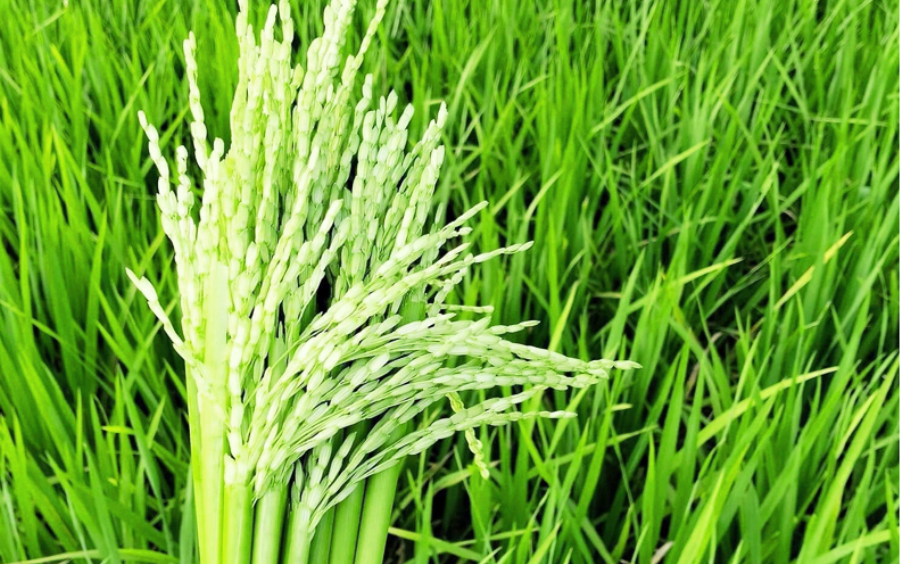 Phân Bón Lá Rước Đòng: Giải Pháp Vàng Tăng Năng Suất