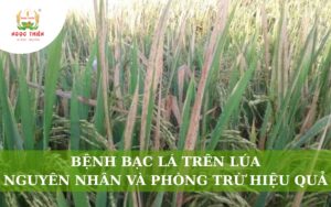 Bệnh Bạc Lá Trên Lúa: Nguyên Nhân Và Cách Điều Trị Hiệu Quả