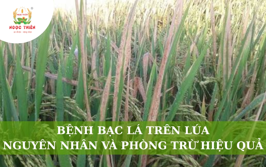 Bệnh Bạc Lá Trên Lúa: Nguyên Nhân Và Cách Điều Trị Hiệu Quả