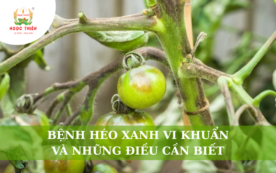 Bệnh Héo Xanh Vi Khuẩn Và Những Điều Cần Biết
