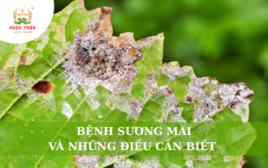 Bệnh Sương Mai Và Những Điều Cần Biết