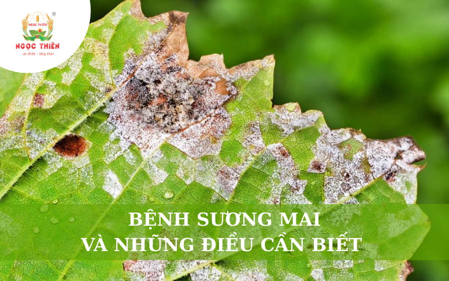 Bệnh Sương Mai Và Những Điều Cần Biết
