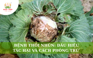 Bệnh Thối Nhũn: Dấu Hiệu, Tác Hại Và Cách Phòng Trừ