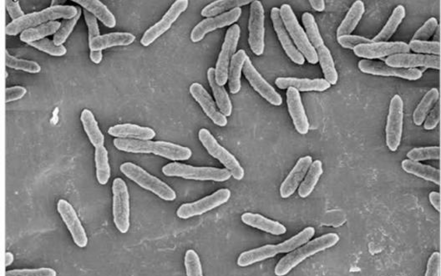 Xanthomonas Oryzae Và Những Điều Cần Biết