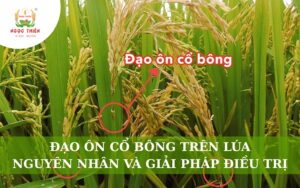 Đạo Ôn Cổ Bông Lúa: Nguyên Nhân Và Giải Pháp Điều Trị