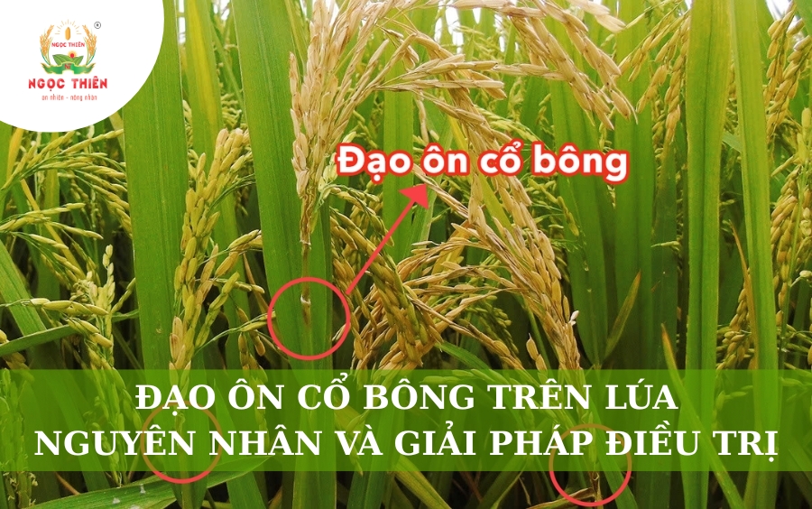 Đạo Ôn Cổ Bông Lúa: Nguyên Nhân Và Giải Pháp Điều Trị