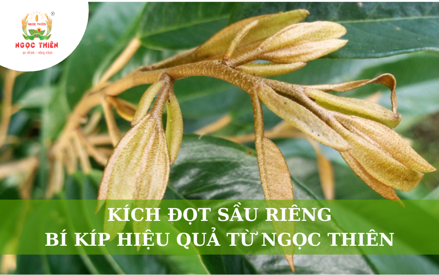 Kích Đọt Sầu Riêng: Bí Kíp Hiệu Quả Từ Ngọc Thiên