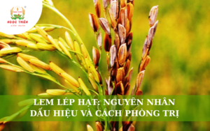 Lúa Lem Lép: Nguyên Nhân Và Giải Pháp Xử Lý