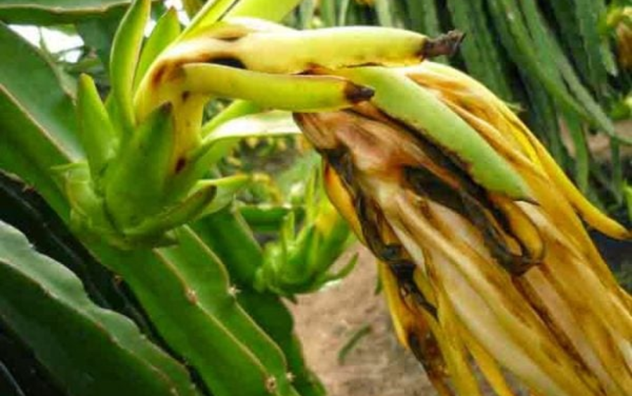 Bệnh Thối Nhũn: Dấu Hiệu, Tác Hại Và Cách Phòng Trừ