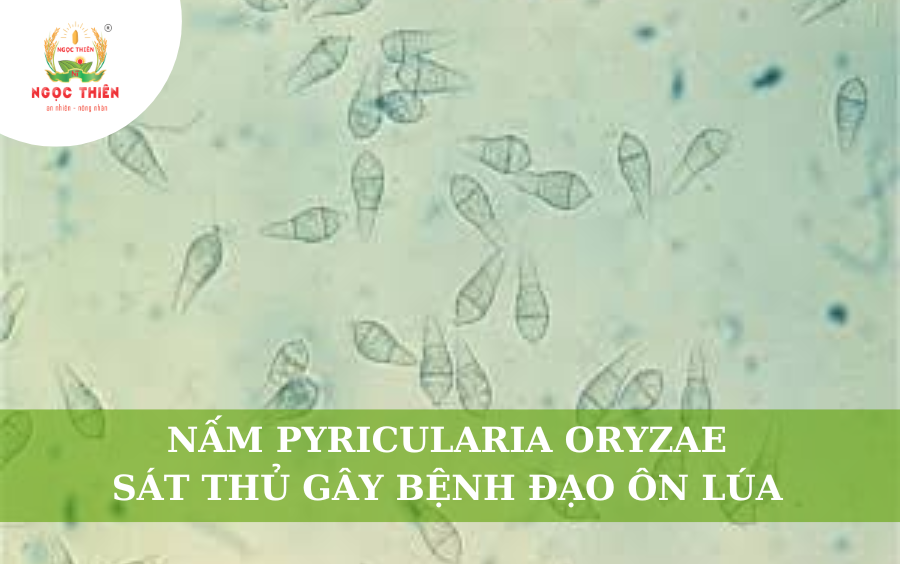 Nấm Pyricularia Oryzae: Sát Thủ Gây Bệnh Đạo Ôn Lúa
