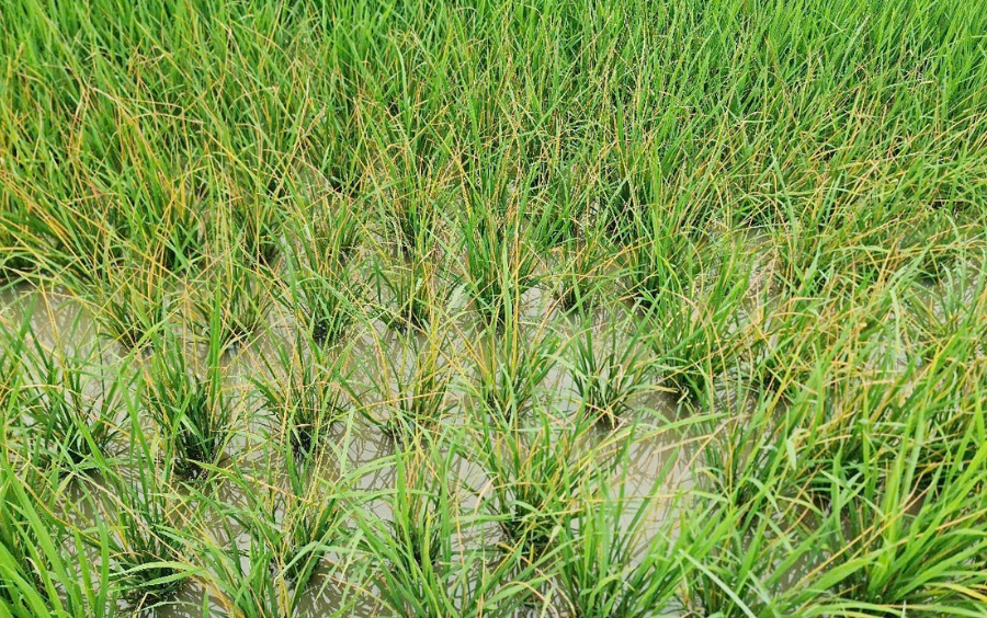 Vi Khuẩn Hại Lúa: Thực Trạng Và Phòng Trừ