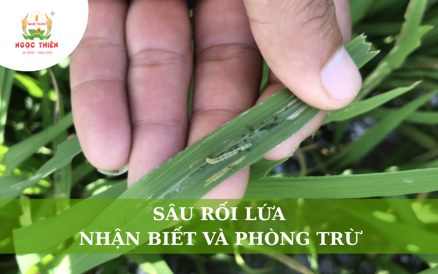 Sâu Rối Lứa: Nhận Biết Và Phòng Trừ
