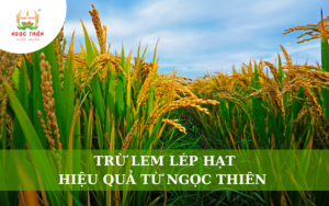 Trừ Lem Lép Hạt Hiệu Quả Từ Ngọc Thiên