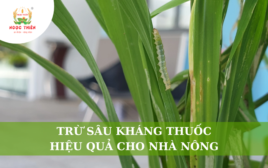 Trừ Sâu Kháng Thuốc Hiệu Quả Cho Nhà Nông