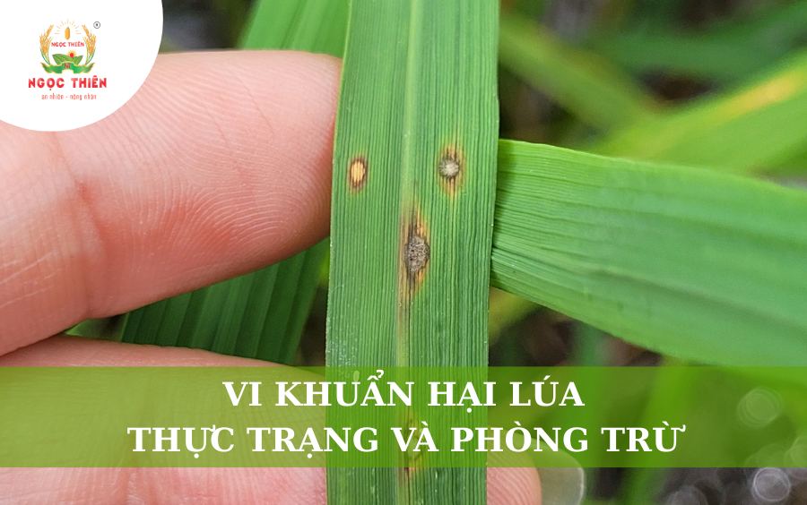 Vi Khuẩn Hại Lúa: Thực Trạng Và Phòng Trừ