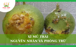 Xì Mủ Trái: Nguyên Nhân Và Phòng Trừ