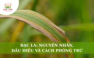 Bạc Lá Lúa: Nguyên Nhân, Dấu Hiệu Và Cách Phòng Trừ