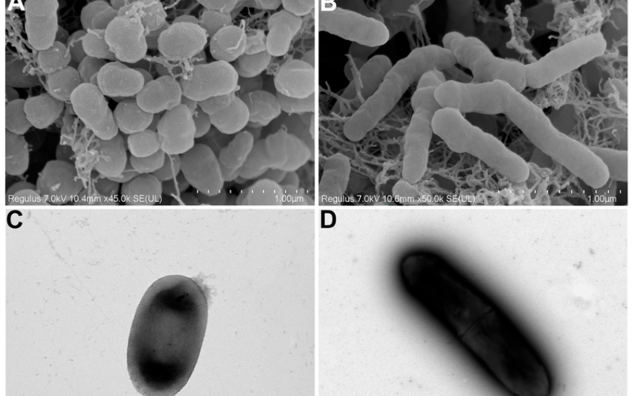 Vi Khuẩn Xanthomonas Oryzae Và Những Điều Cần Biết