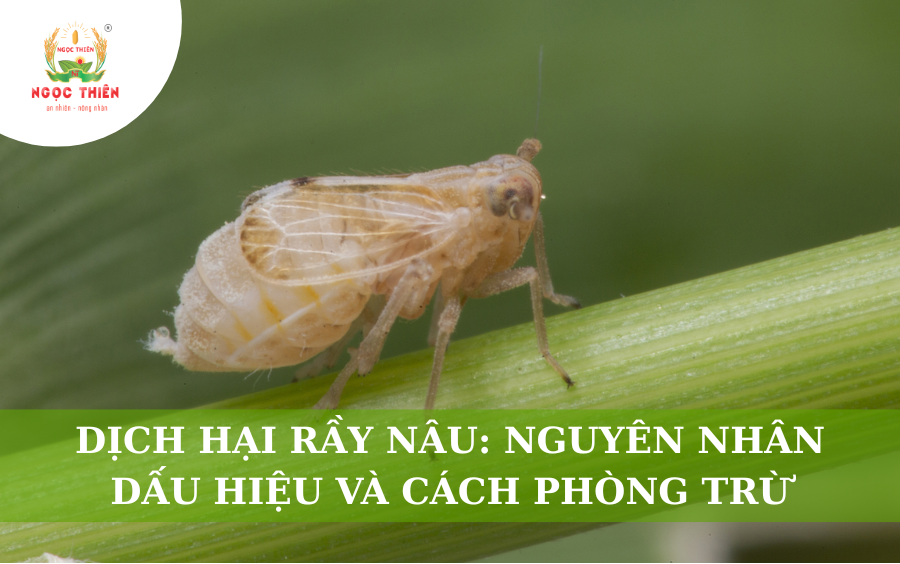 Dịch Hại Rầy Nâu: Nguyên Nhân, Dấu Hiệu Và Cách Phòng Trừ