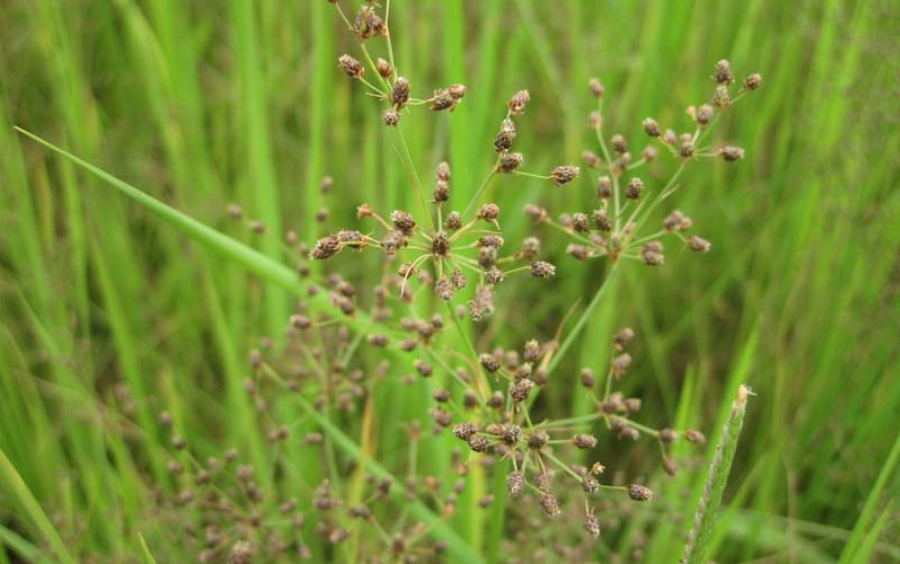 Cỏ Chác Lác: Đặc Điểm, Tác Hại Và Cách Phòng Trừ